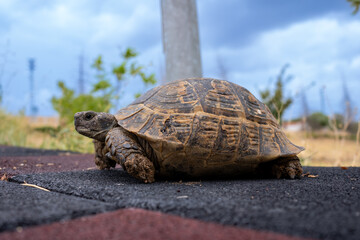 Cute turtle walking in the park