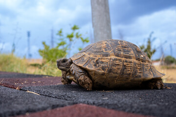 Cute turtle walking in the park