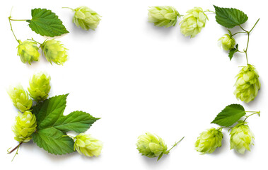 beer brewing frame border; fresh hop seed cones and leaves collection with real transparent shadow isolated on transparent background; png food design element
