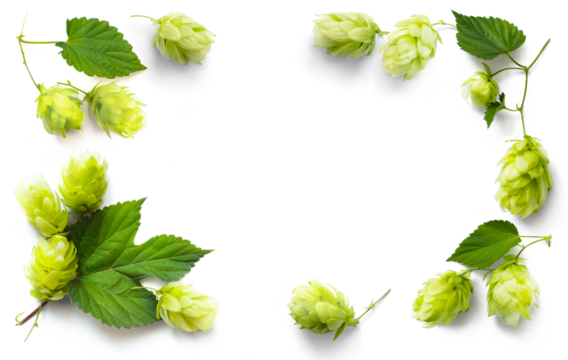beer brewing frame border; fresh hop seed cones and leaves collection with real transparent shadow isolated on transparent background; png food design element