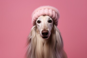 Lifestyle portrait photography of a smiling afghan hound dog wearing a winter hat against a peachy pink background. With generative AI technology