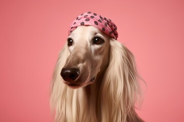 Close-up portrait photography of a smiling afghan hound dog wearing a polka dot bandana against a peachy pink background. With generative AI technology