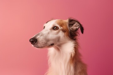 Photography in the style of pensive portraiture of a cute borzoi wearing a spiked collar against a peachy pink background. With generative AI technology