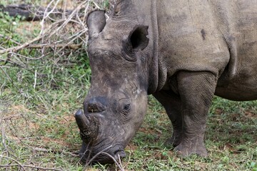 Fototapeta premium Breitmaulnashorn