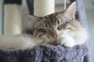 Chat Sibérien neva masquerade dormant dans son panier