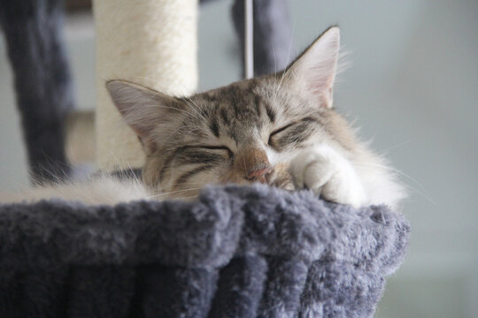 Portrait chat Sib&eacute;rien neva masquerade qui dort dans son panier