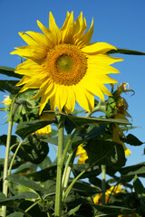 sunflower in the agricultural field