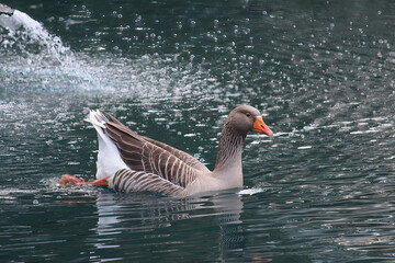 Greylag goose swimming and about to dive into the water
