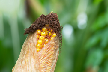 ripening corncob in the field close-up
