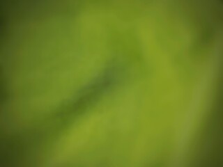 dark green blurred background abstract