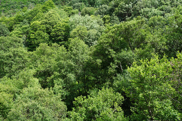 Texture of a mountain forest with many green trees