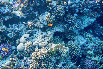 Naklejka na ściany i meble Sea world. Ecosystem. Life on a coral reef.