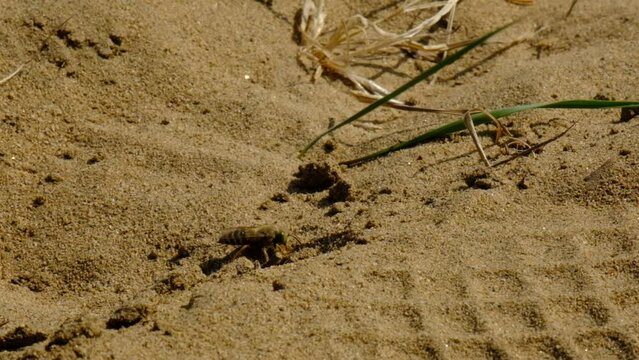 Sand Wasp digging a burrow, hole in the sand and preparation for egg laying
