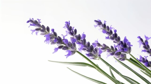 Lavender herb stalk on white background macro close up detailed editorial poster