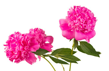 Bouquet on white backdrop, closeup. Beautiful pink peony flowers. Blooming roses flower open, time lapse, close-up. Wedding backdrop, Valentine's Day concept.