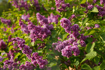 Lilac flowers branch. Floral background natural spring. Blossoming lilac flower bud. spring time color. Beautiful purple petal plant. Botanical flora Aesthetic mood Summer garden Pink liliac