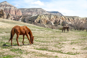 Brown horse on the field