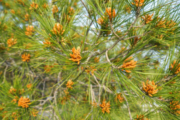 Pine tree and Blue Sky