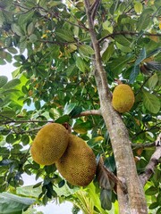 pears on tree