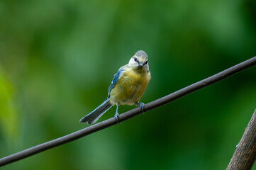 Eurasian blue tit
