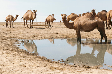 Camels in Uzbekistan
