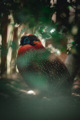 Bird in the forest