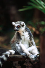 ring lemur sitting color