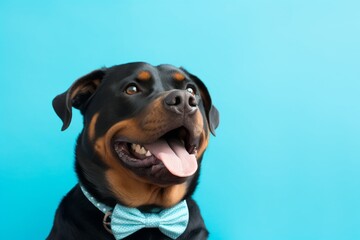 Medium shot portrait photography of a smiling rottweiler wearing a cute bow tie against a teal blue background. With generative AI technology