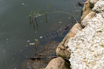 Baby alligator on the rocks