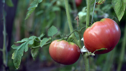 closeup the red ripe tomato growing with leaves and plant in the farm over out of focus green background. close-up tomato, ripe vegetable, vegetarian food. greenhouse plant in the garden