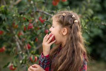 little girl is eating  red apple