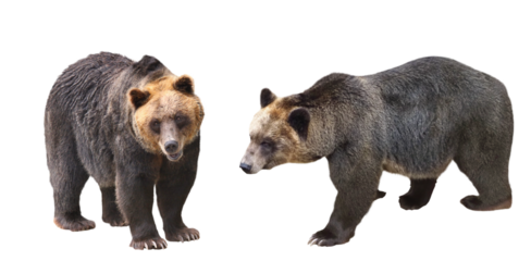 エゾヒグマ　2アングル