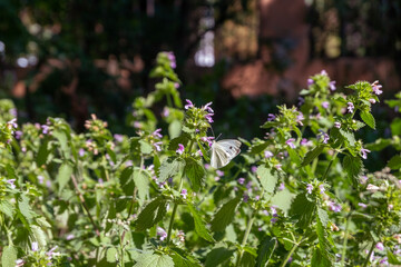 butterfly sits on a flower close-up on a meadow in summer