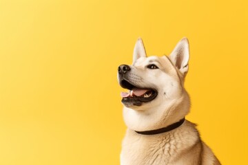 Medium shot portrait photography of a happy akita wearing a shark fin against a pastel yellow background. With generative AI technology