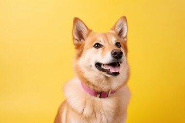 Lifestyle portrait photography of a cute finnish spitz wearing a paw protector against a pastel yellow background. With generative AI technology