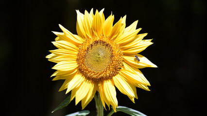big bright yellow sunflower in the field. Large flowers of a sunflower in the sunlight. Yellow flowers on a farm field. Agriculture concept, organic products, good harvest. Growing seeds for oil.