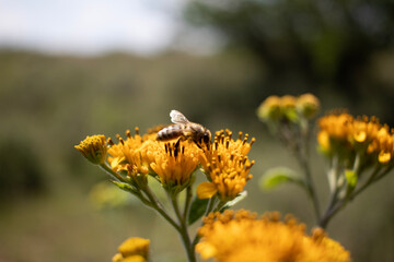 bee on flower