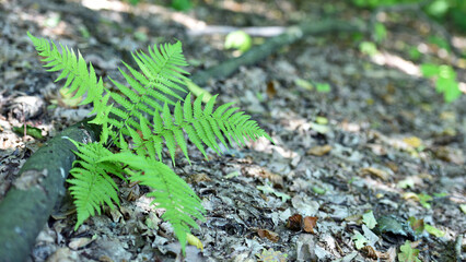 Colorful ferns leaves green foliage natural floral fern background in sunlight. green fern leaves in the forest for background. Natural green fern leaves texture in the forest close up