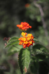 orange flower in the forest