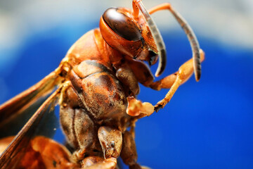 close up of a wasp