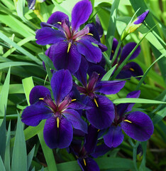 Multiple blooms of Louisiana Iris variety Black Gamecock blooming in a garden pond