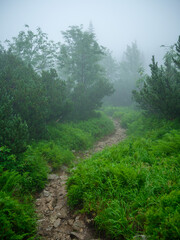 foggy mountain hiking trail in cold autumn