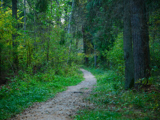 golden autumn hiking nature trail