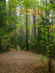 golden autumn hiking nature trail