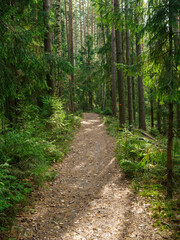 golden autumn hiking nature trail - 644087964