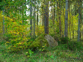 golden autumn hiking nature trail