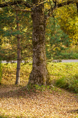 golden autumn hiking nature trail