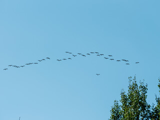 flock of birds flying to south leaving for winter