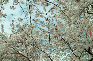 spring cherry blossom with blue sky