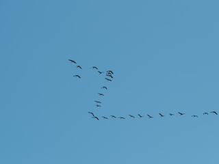 flock of birds flying to south leaving for winter